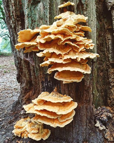 Chicken Of The Woods Laetiporus Mushrooms Fungi Nature