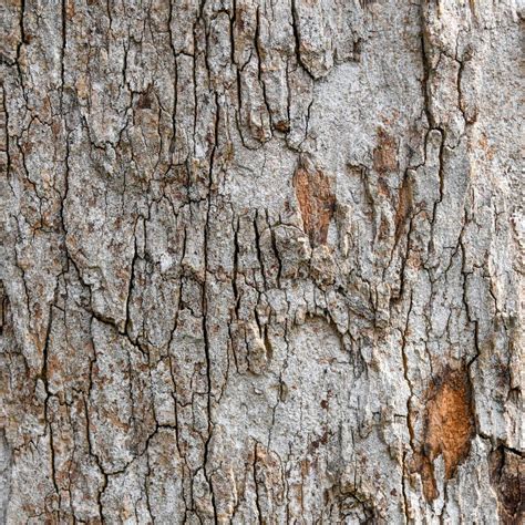 Tree Bark Textured And Background Cracked Wood Texture Nature
