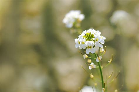 Selective Focus Of White Cluster Flowers · Free Stock Photo