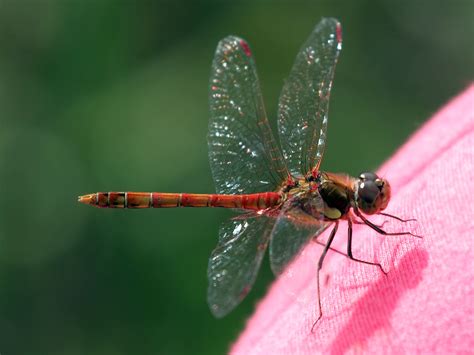 Science Animals With Six Legs