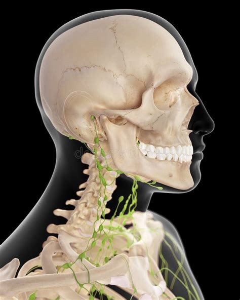 De Cervicale Lymfeknopen Stock Illustratie Illustration Of Biologie