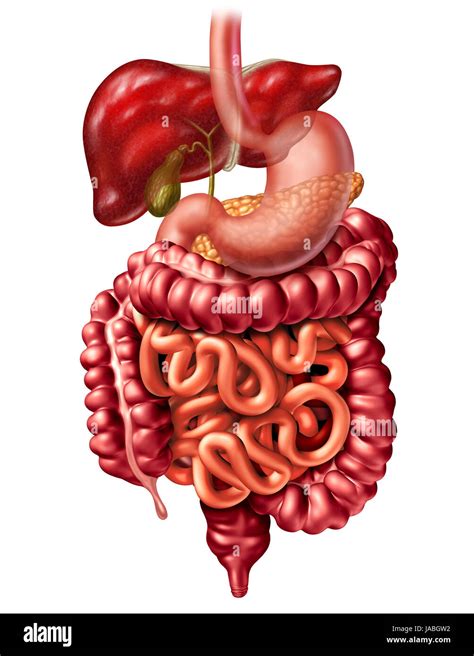 Anatomie Du Système Digestif Humain Concept Comme Un Pancréas Foie Et