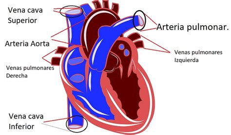 Informacion Sobre El Corazon Humano Para Niños Noticias Niños