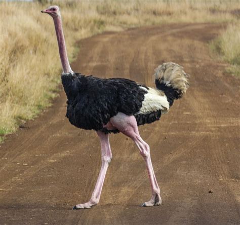 Cannundrums Masai Ostrich