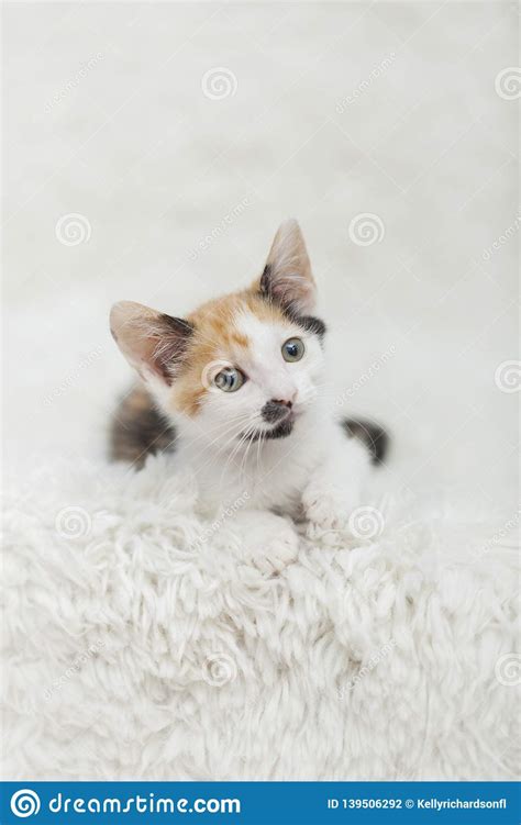 5 Week Old Calico Maine Coon Kitten On White Background Stock