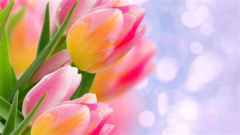 Yellow And Pink Tulip With Light Purple Background 4k 5k