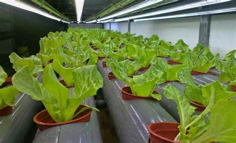 Berbeda dengan sayuran yang dijual di pasar, hidroponik menghasilkan sayuran yang relatif lebih segar dan bebas pestisida. Berita TV Malaysia: Cara Menanam Hidroponik Sayuran