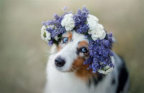 Dogs Australian Shepherd Dog Flower Pet Wreath Hd Wallpaper Peakpx