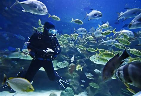 Scuba Diving Diver Ocean Sea Underwater Fish