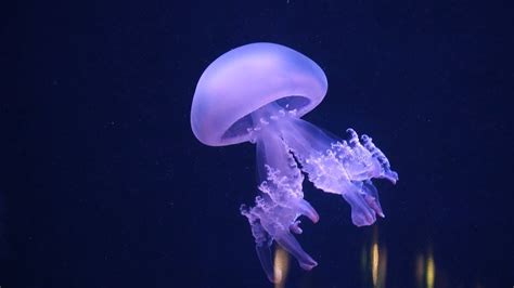 New Jellyfish Species Youtube