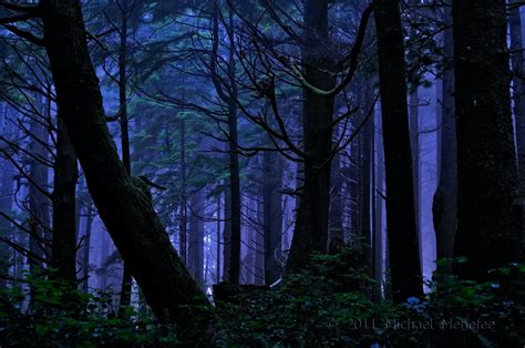 Pin By Viktana Rigel On In The Garden Night Forest Magical Forest