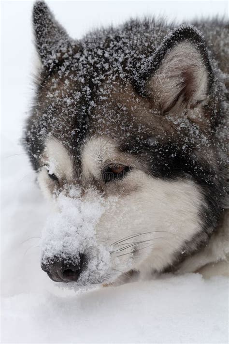 Dog Breed Alaskan Malamute On A Snow Stock Photo Image Of Riding