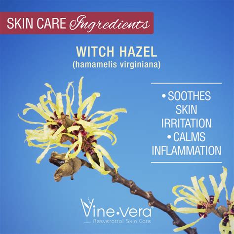 vine vera introduces you to the skin benefits of witch hazel benefits of witch hazel witch