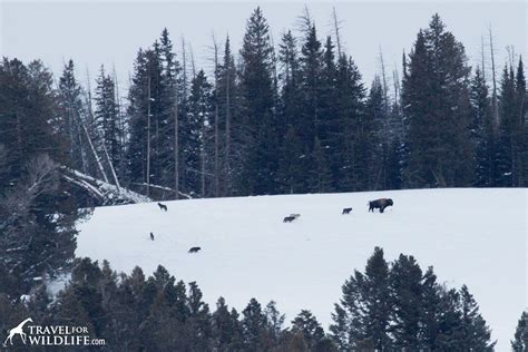 The Lamar Canyon Pack Following A Bison Yellowstone In Winter