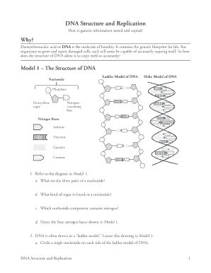 Dna Structure And Replication Pogil - Fill Online, Printable, Fillable