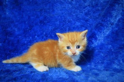 Our munchkin kittens for sale are sold as pets only without breeding rights. Munchkin Kittens | Munchkin kitten, Teacup kitten, Teacup ...
