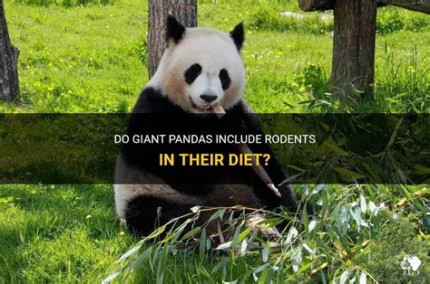 Do Giant Pandas Include Rodents In Their Diet? | PetShun