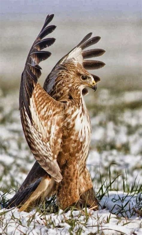 √ 11 Types Of Eagles In The World With Awesome Pictures Aves De
