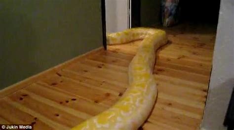 Python Takes A Bath As Owner Treats It Like A Puppy