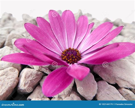 Purple Cape Marguerite Daisy Flower With Gray Stones Stock Image