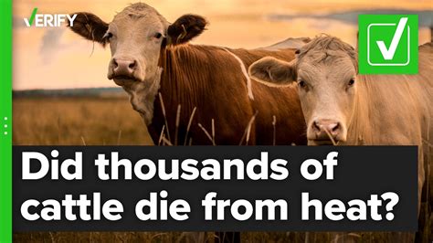 Yes Heat Did Lead To The Deaths Of Thousands Of Cattle In Kansas