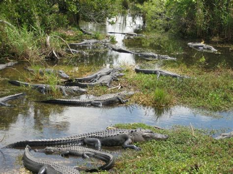 Learn About Everglades National Park Florida National Parks Association
