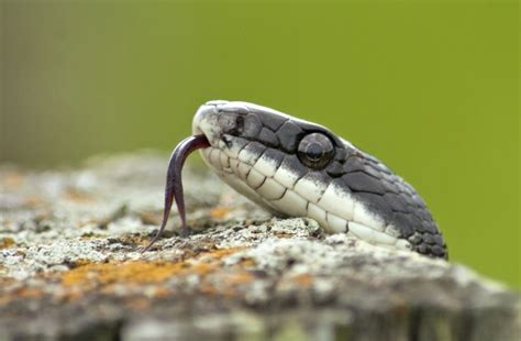 5 Spook Tacular Animals To Welcome To Your Garden This Halloween The