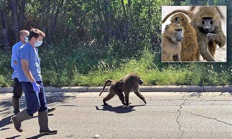 Baboons Roam Texas After Escaping From Medical Research Center Daily Mail Online