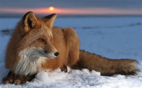Fox Animals Snow Wallpapers Hd Desktop And Mobile