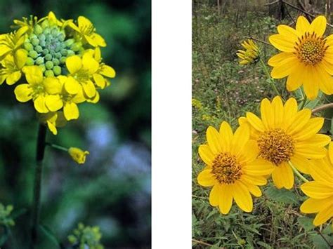 As such, they make a great floral choice for bouquets and flower arrangements sent to. Two Tennessee wildflowers to be put on endangered list