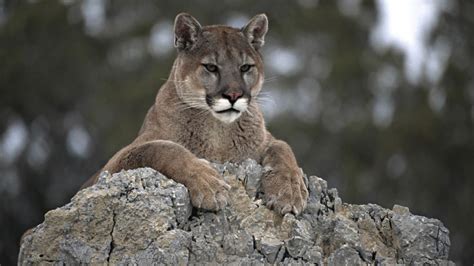 Girl 9 Survives Cougar Attack While Camping In Washington State