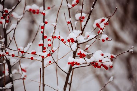 무료 이미지 나무 분기 감기 식물 꽃잎 서리 봄 빨간 눈이 내리는 덮은 겨울 왕국 시즌 벚꽃 작은