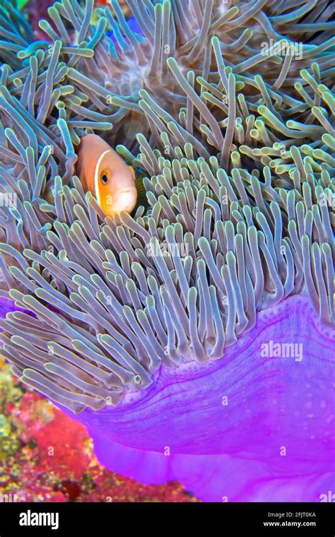 Blackfinned Anemonefish Amphiprion Nigripes Magnificent Sea Anemone