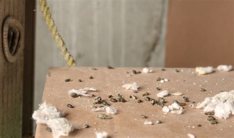 How To Identify Mouse Droppings Hawx Pest Control