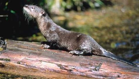 American river otter is larger than the left, having four lobes compared . Sea Otters vs. Freshwater Otters | Animals - mom.me
