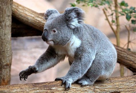 Koala Bear 1600×1099 Koala Koala Bear Bear