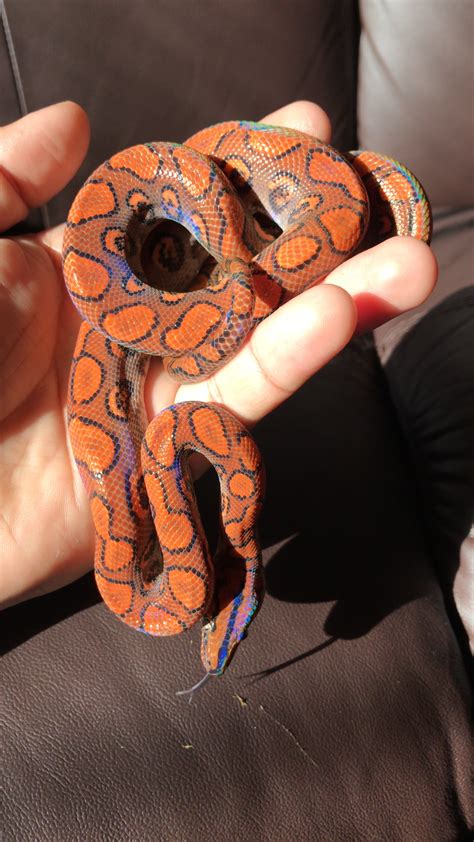 Rosy and sand boa facts. Brazilian Rainbow Boa produced by Dave Colling of Rainbows ...