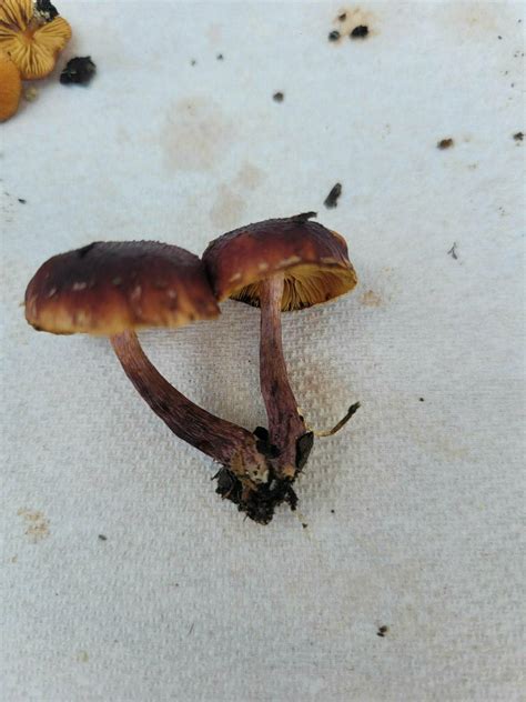 Two Different Gymnopilus Sp Mushroom Hunting And Identification