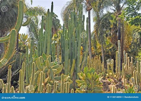 Giardini Botanici Di Huntington Foresta Del Cactus Fotografia Stock