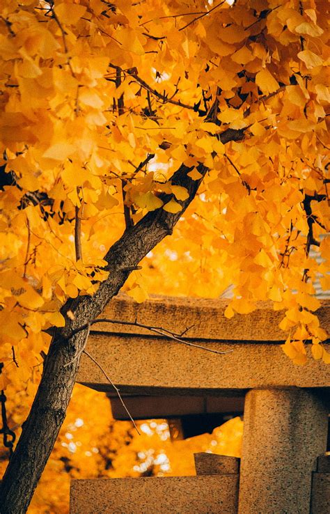 Tree Yellow Autumn Nature Hd Phone Wallpaper Peakpx