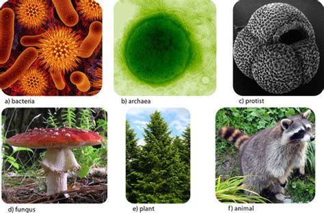 Taxonomy Species Living Organisms Diversity And Principles Of Their