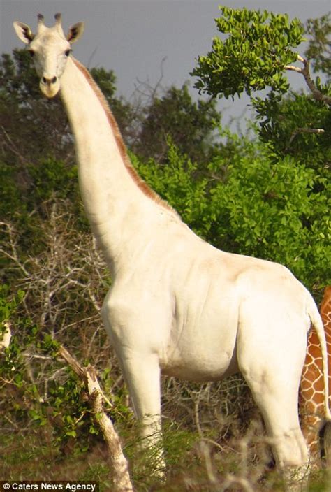 Rare Albino Giraffe With No Markings On Its Hide Is Spotted Grazing In Kenya Daily Mail Online
