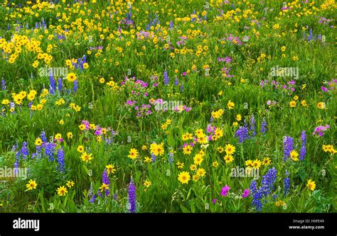 Field Of Wildflowers In Yellowstone National Park Wyoming During