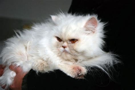 These are quiet cats with soft voices, and they seem to enjoy displaying themselves like the fine pieces of living artwork that they are. persian cats : Biological Science Picture Directory ...