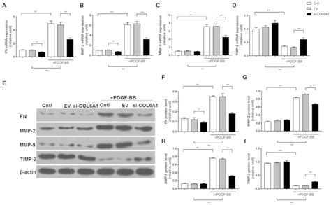 Col A Knockdown Suppresses Cell Proliferation And Migration In Human