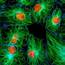 Mouse Fibroblast Cells  NIST
