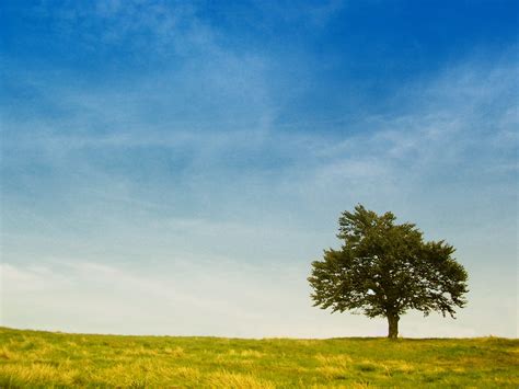 Tree On The Hill Free Photo Download Freeimages