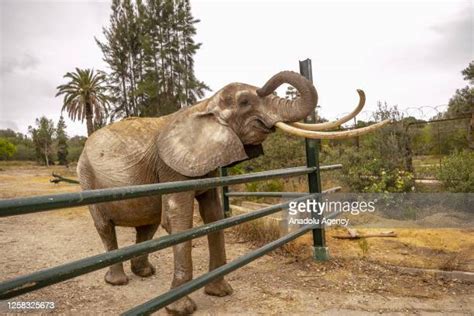 African Elephants Zoo Photos And Premium High Res Pictures Getty Images