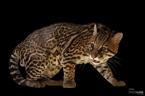 Photo Ark Home Ocelot National Geographic Society Small Wild Cats