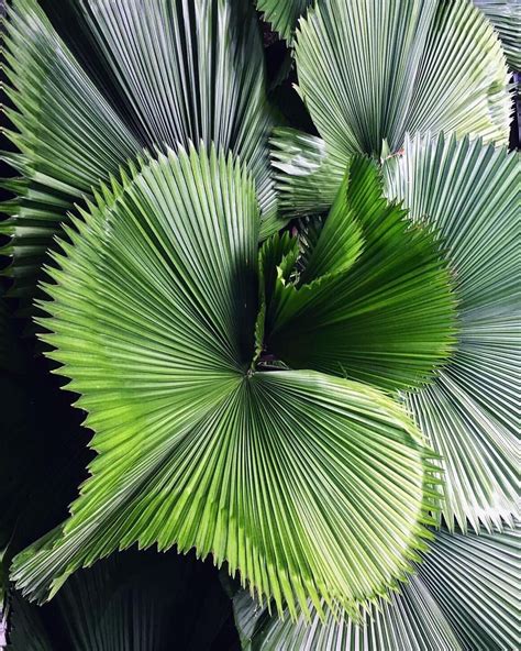 Pin By Tarifa On Leaves Unusual Plants Cool Plants Leafy Plants